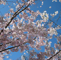 mm-sakura-200