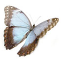 bluebutterfly-m125