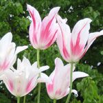tulips-150