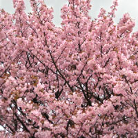 Minimalist Philosophy: Cherry Blossom Living