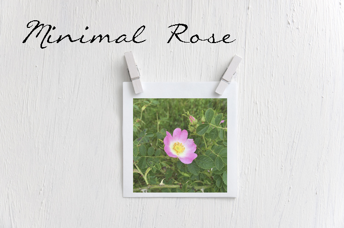 Real Life Minimalists Update: Minimal Rose