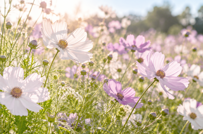 Minimalist Philosophy: Wildflower Goals